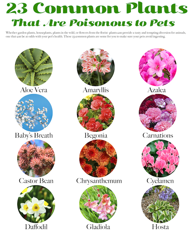 Deadly plants for your pets
